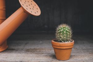 cactus-4161380_1920-300x200.jpg