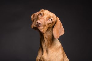 dog-3277416-300x200.jpg