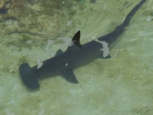 hammerhead-shark-298238_1920-300x225.jpg
