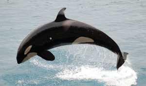 orca-590541-1-300x177.jpg