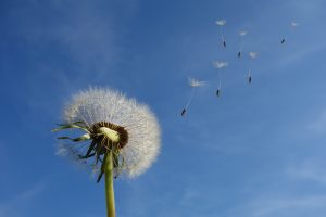 dandelion-463928-300x200.jpg