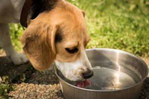 dog-1378087-300x200.jpg
