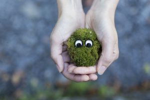 moss-594461-300x200.jpg