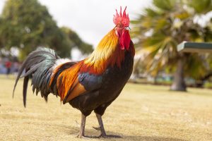 animal-1867562-300x200.jpg