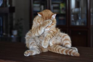 cat-3602557-300x200.jpg