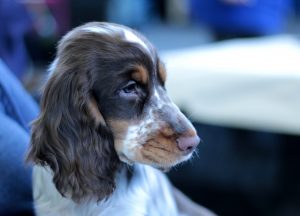 cocker-spaniel-3880699-300x216.jpg