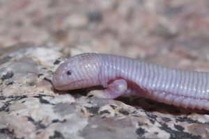 1024px-Bipes_biporus-300x200.jpg