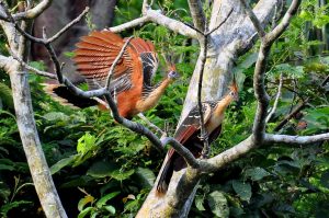 1024px-Hoatzins_in_Brazil-300x199.jpg