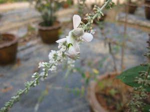 800px-Gardenology.org-IMG_7230_qsbg11mar-300x225.jpg
