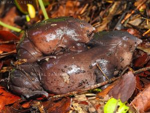 800px-Purple_frog_mating_by_Nihal_Jabin-300x225.jpg