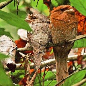 800px-SriLankaFrogmouths-300x300.jpg