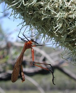 Bittacidae_fg1-245x300.jpg