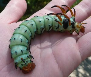 Hickory_Horned_Devil_Missouri_Ozarks-300x253.jpg