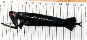 Malacosteus_niger_black-300x139.jpg