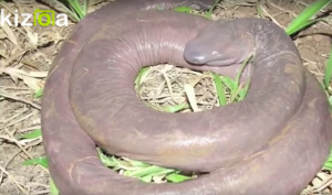 dickworm-300x177.png