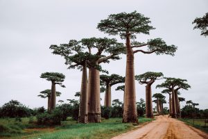 graphic-node-yPSbirjJWzs-unsplash-300x200.jpg
