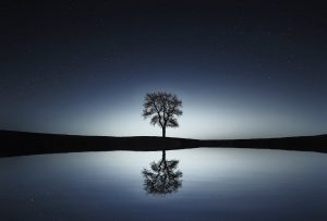 tree-736881-300x203.jpg