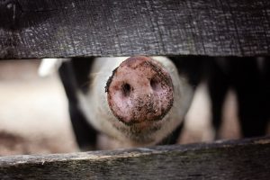 animal-1867180-300x200.jpg