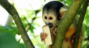 squirrel-monkey-1438533-300x162.jpg