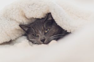 cat-3841448-300x200.jpg