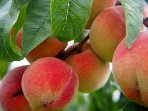 peach-2632182_1920-300x225.jpg