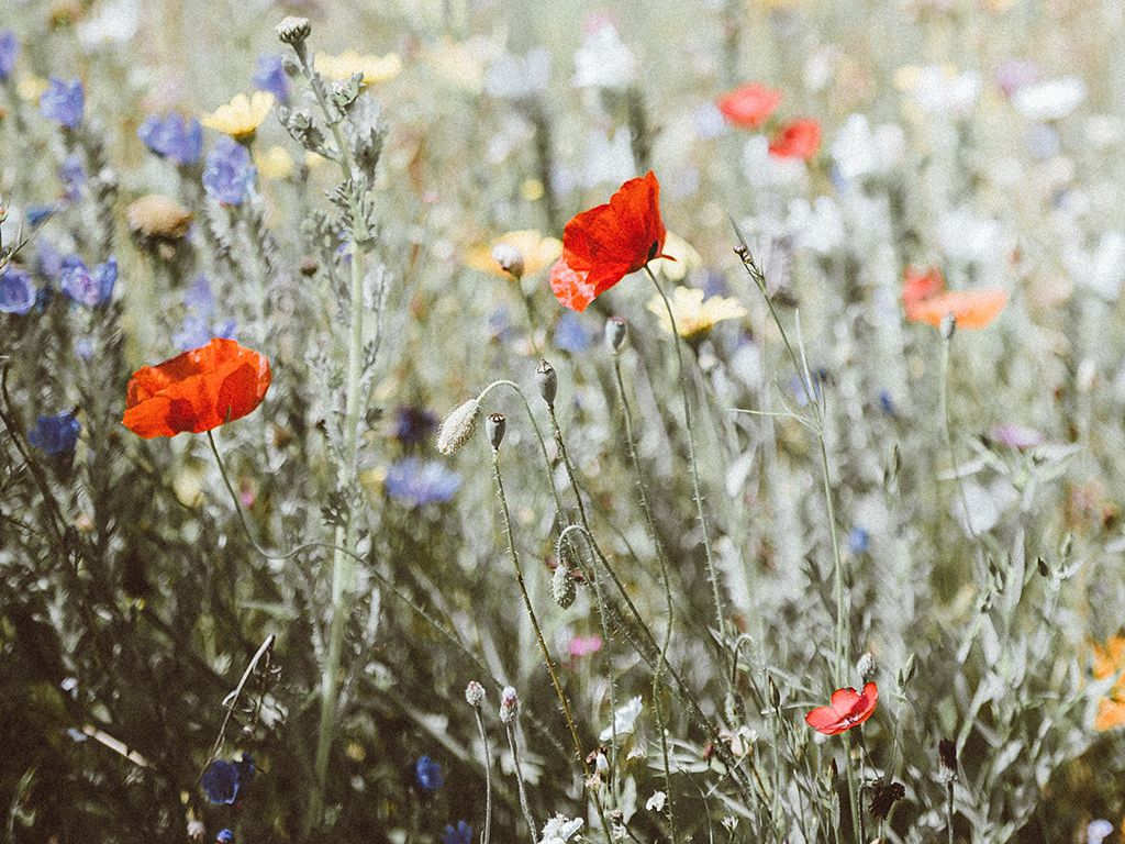 resizeannie-spratt-7SXNxz8UIw4-unsplash.jpg.optimal.jpg
