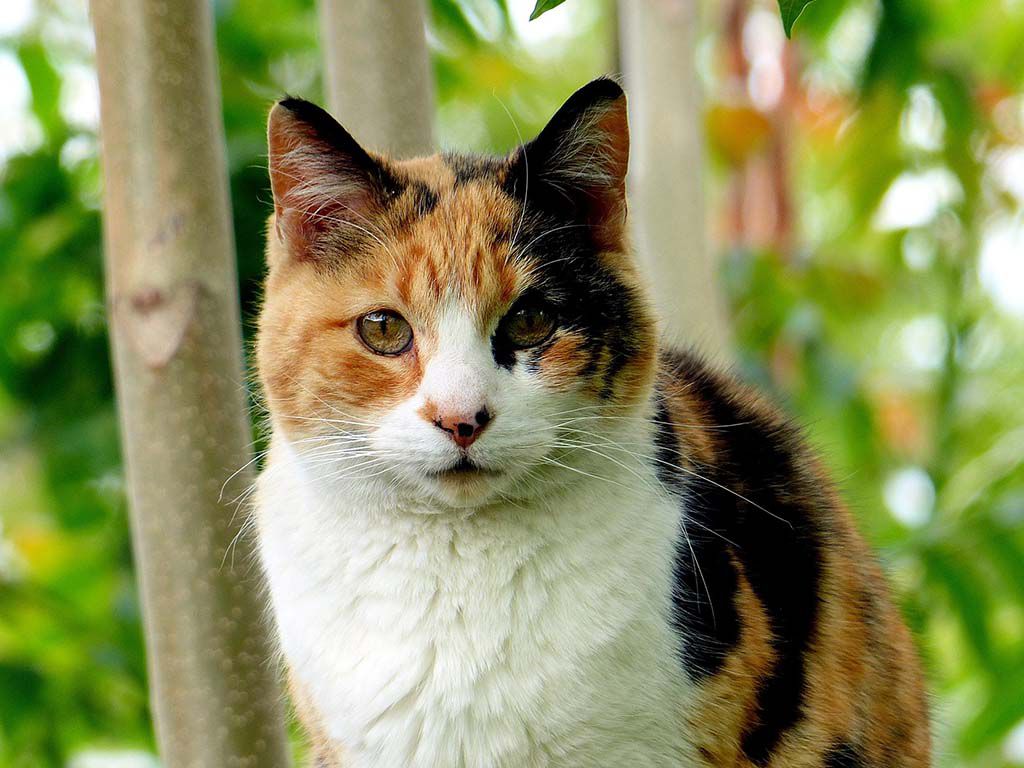 resizecat-g9f6b883d8_1920.jpg.optimal.jpg