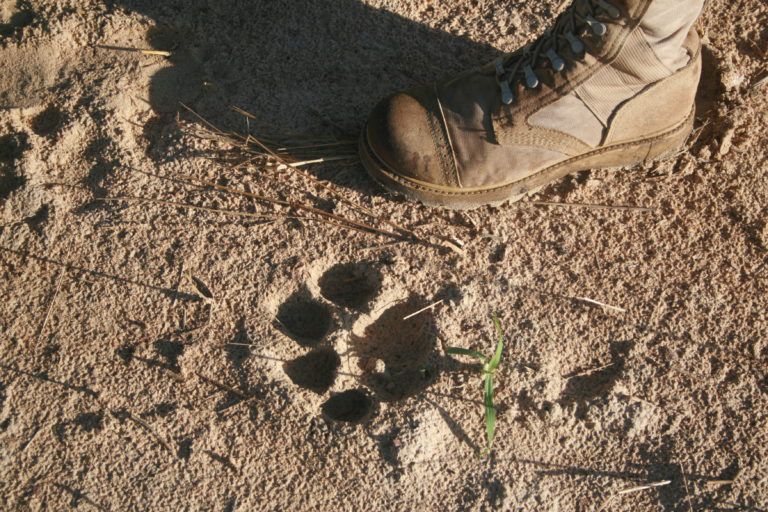 Footprint_of_a_Lion-768x512-1.jpg.optimal.jpg