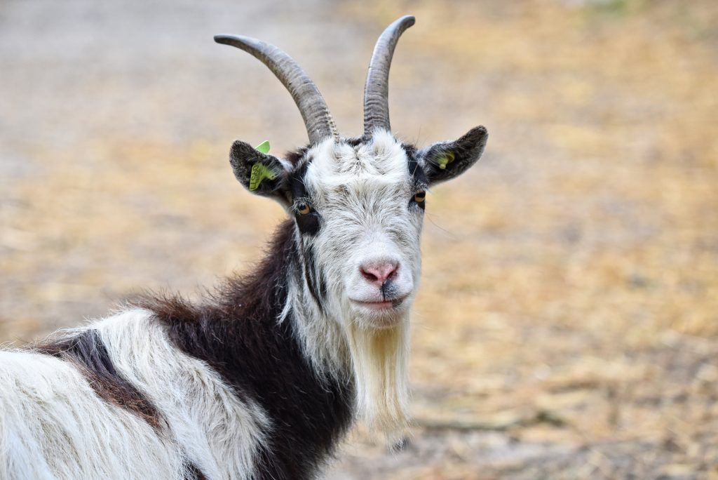 goat-3412678-1024x684-1.jpg.optimal.jpg