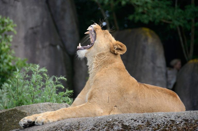 lion-2579516_960_720-768x508-1.jpg.optimal.jpg