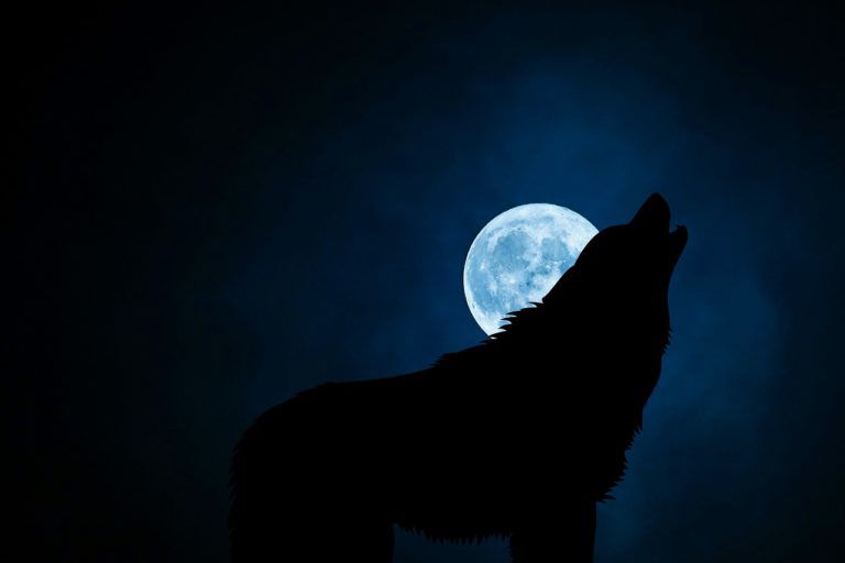 wolf-3022813_1280-768x512-1.jpg.optimal.jpg